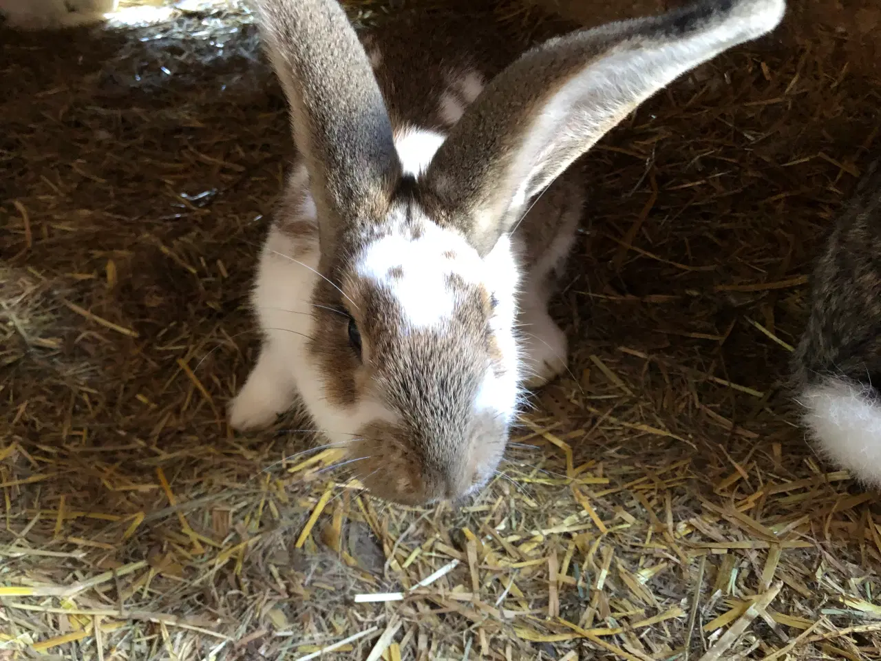 Billede 3 - Hun kanin. 1/2 belgisk kæmpe, 1/4 fransk vædder
