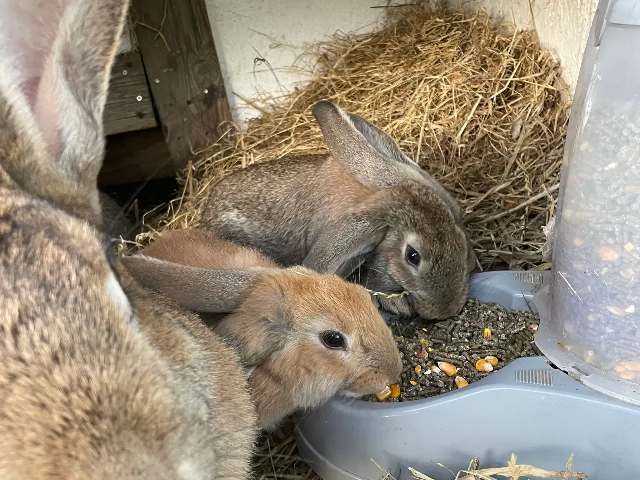 Billede 5 - Franskvædder/ begiskkæmpe unger