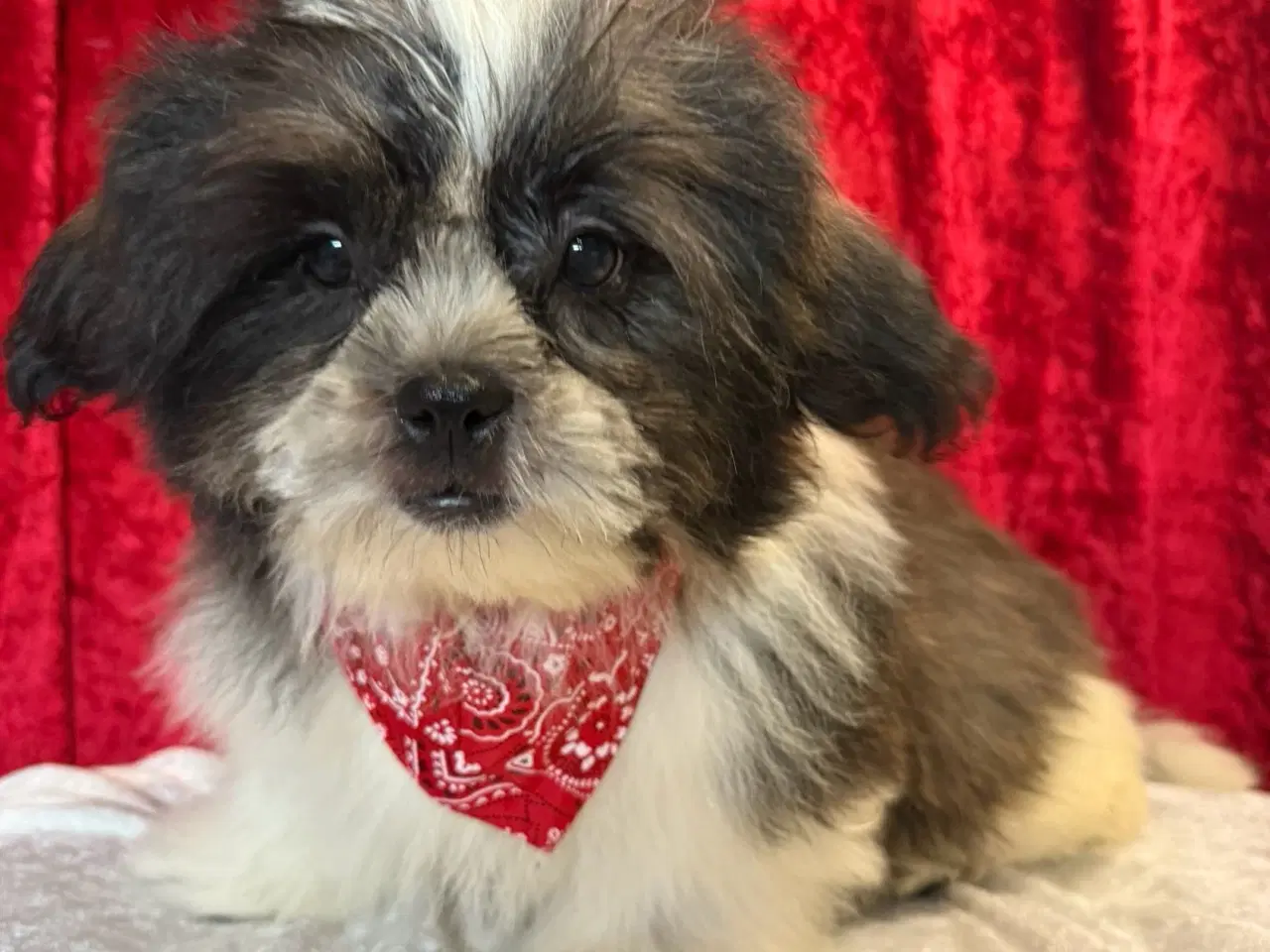 Billede 5 - Rejseklar Shih tzu-mor/ Coton de Tulear-far