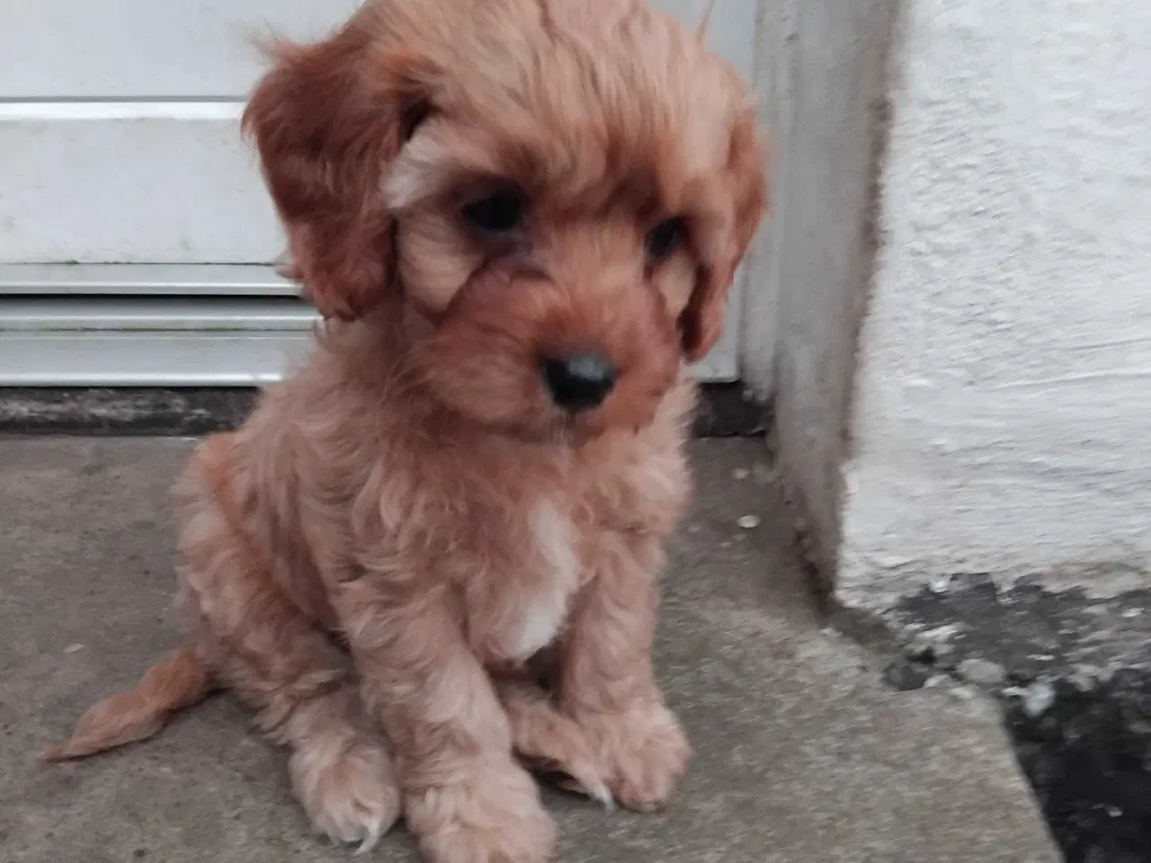 Billede 5 - Cavapoo 