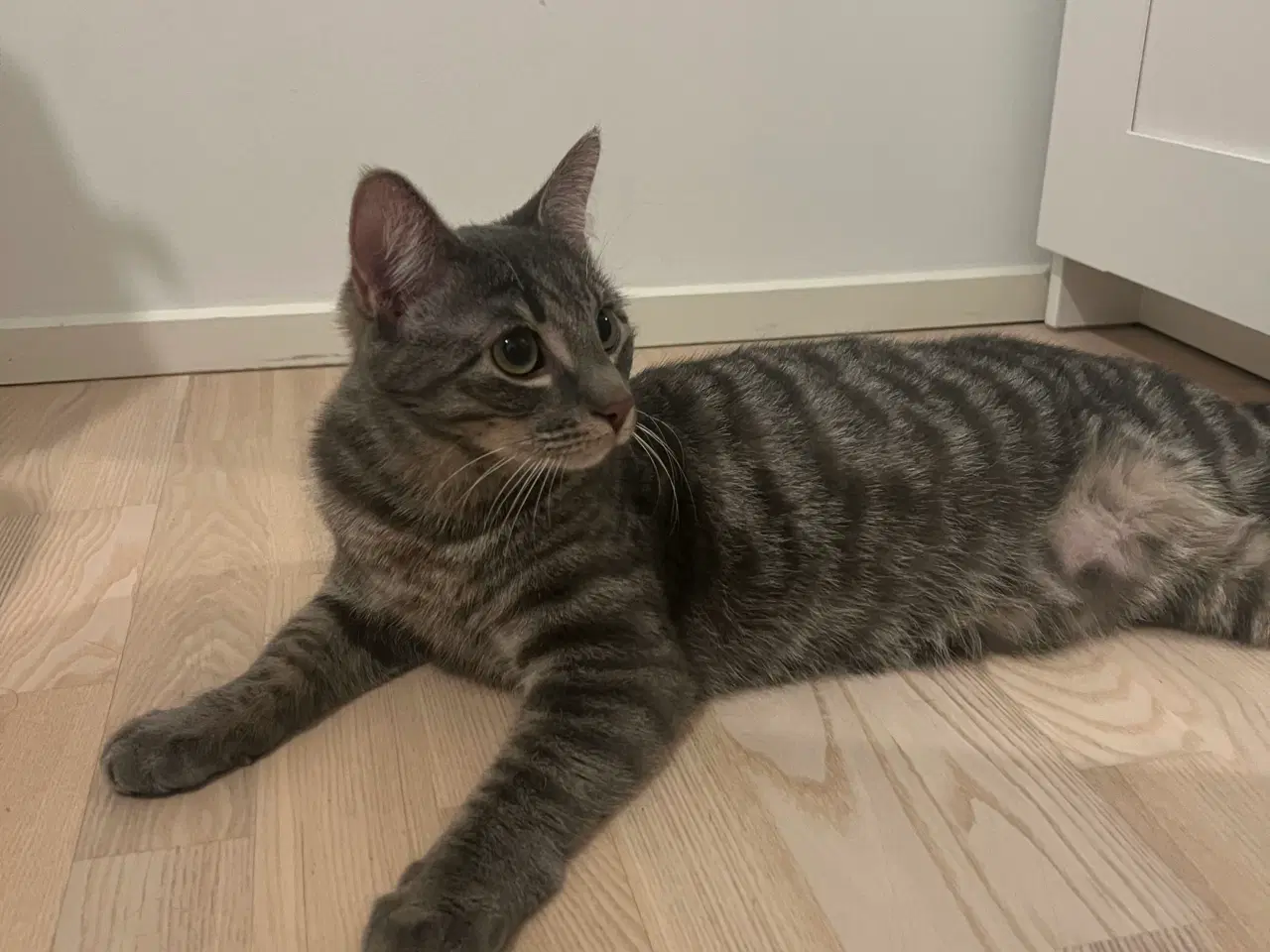 Billede 3 - Kastreret hankat på 8 måneder søger nyt hjem