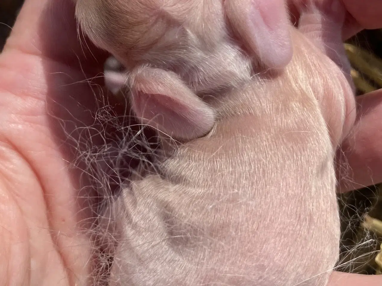 Billede 3 - FRANSK VÆDDER HUN VILDTGUL