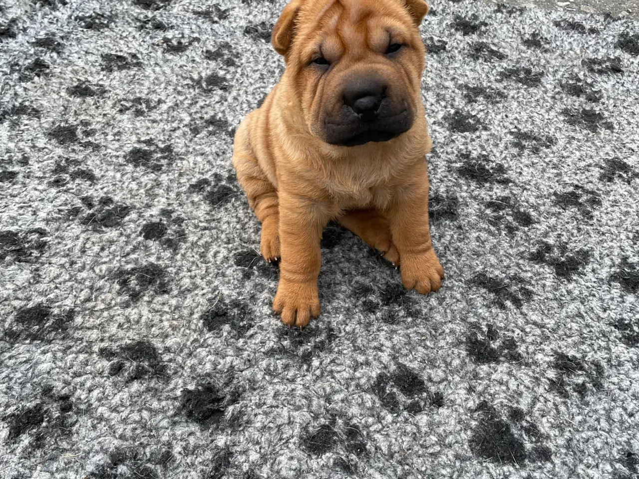 Billede 4 - Shar pei hvalpe