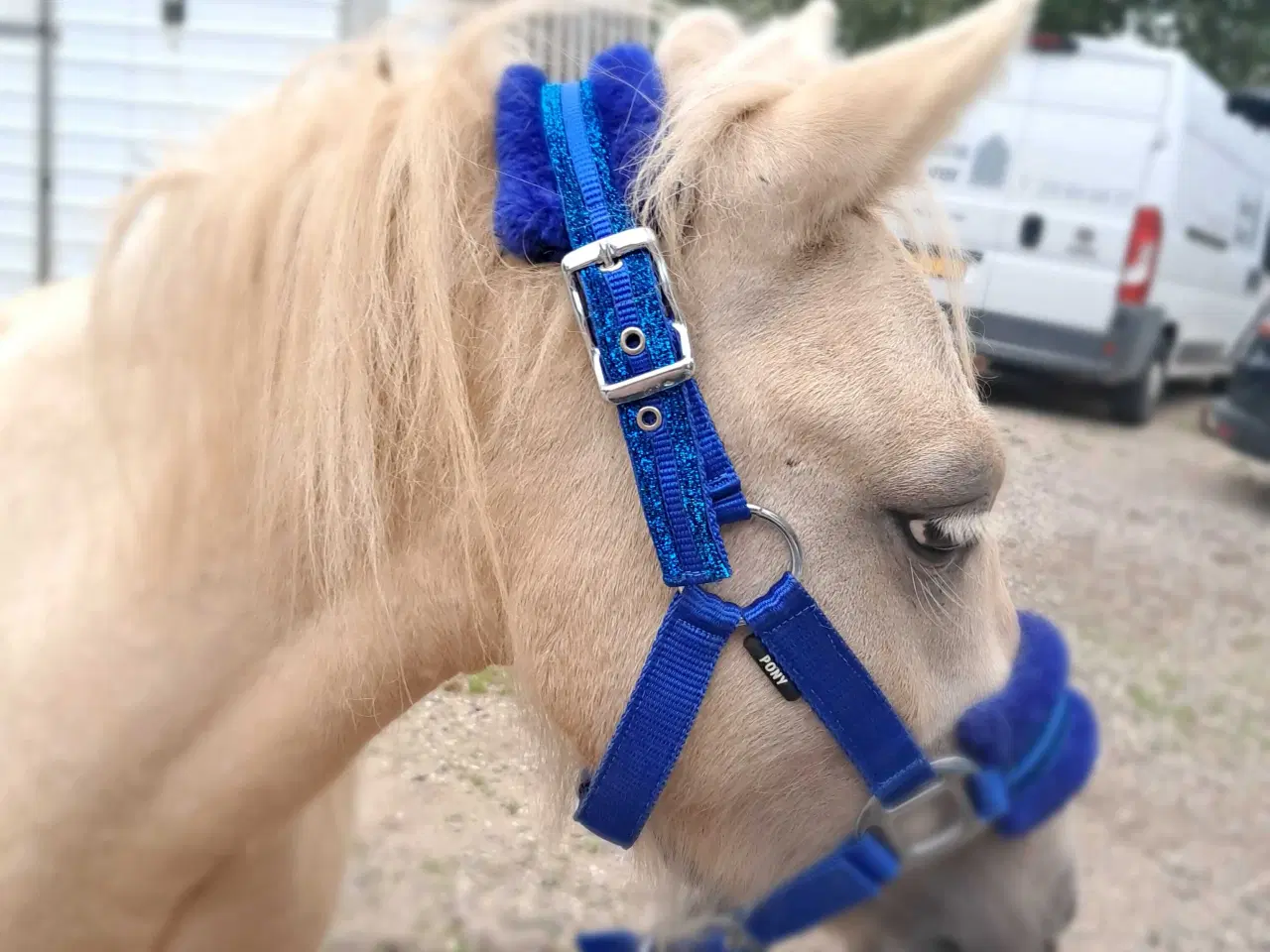 Billede 3 - Sød hingst sælges