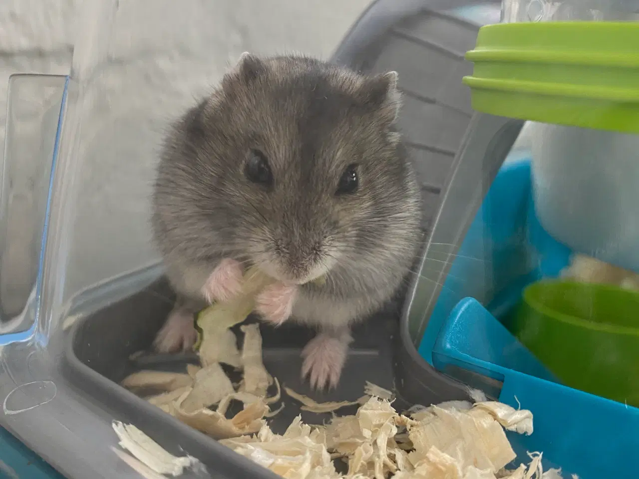 Billede 4 - Hamster + bur og diverse tilbehør sælges
