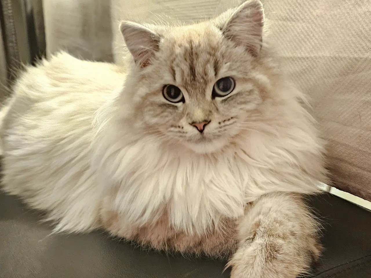 Billede 12 - Kattekillinger, halv Ragdoll