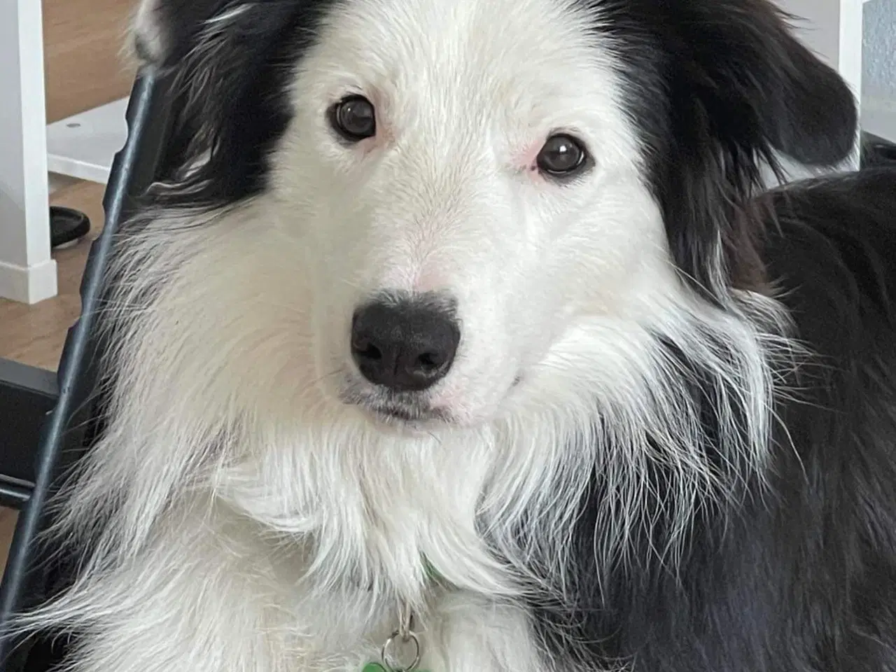 Billede 2 - Aslan Border collie kastrat 