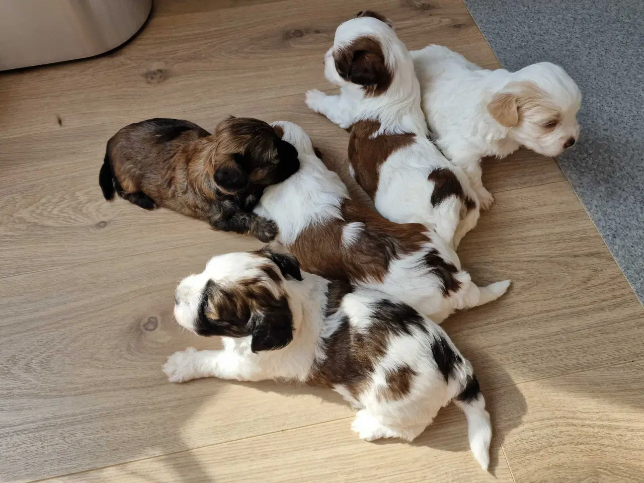 Billede 1 - Smukke Bichon Havanais hvalpe 