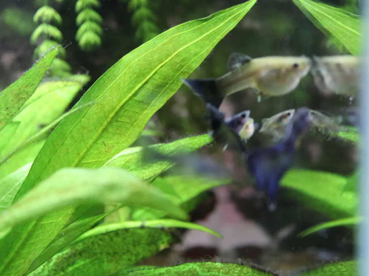 Billede 6 - Blue Moscow Guppy.