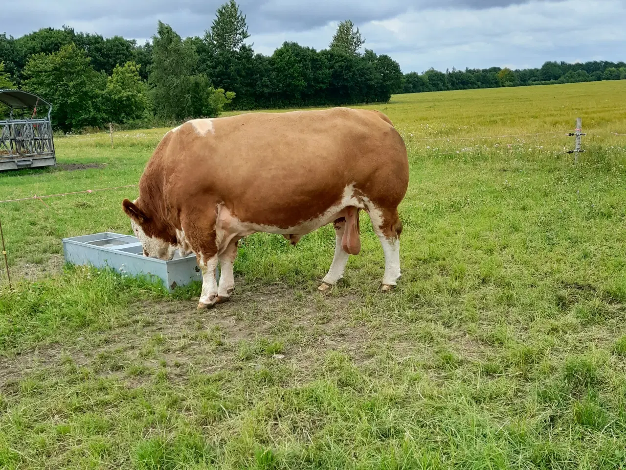 Billede 3 - Simmentaler avlstyr