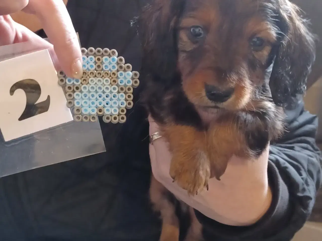 Billede 3 - Langhåret Gravhunde-hvalpe