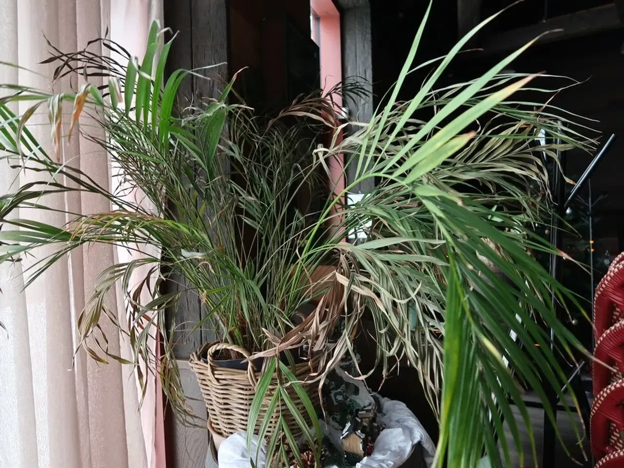 Billede 4 - Vintønde CHATEAU ST MICHELLE samt div. Planter i krukke