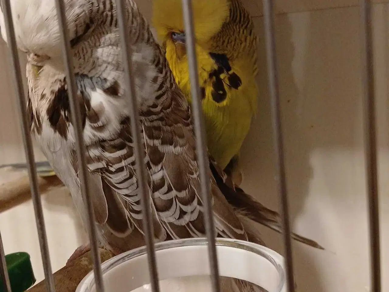 Billede 11 - 1 par Engelske undulater 