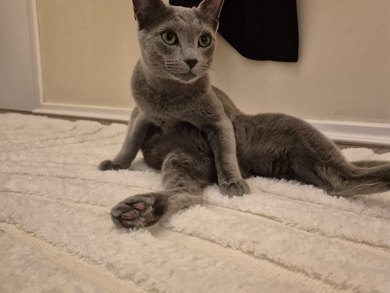 Billede 11 - Russian Blue hankat 