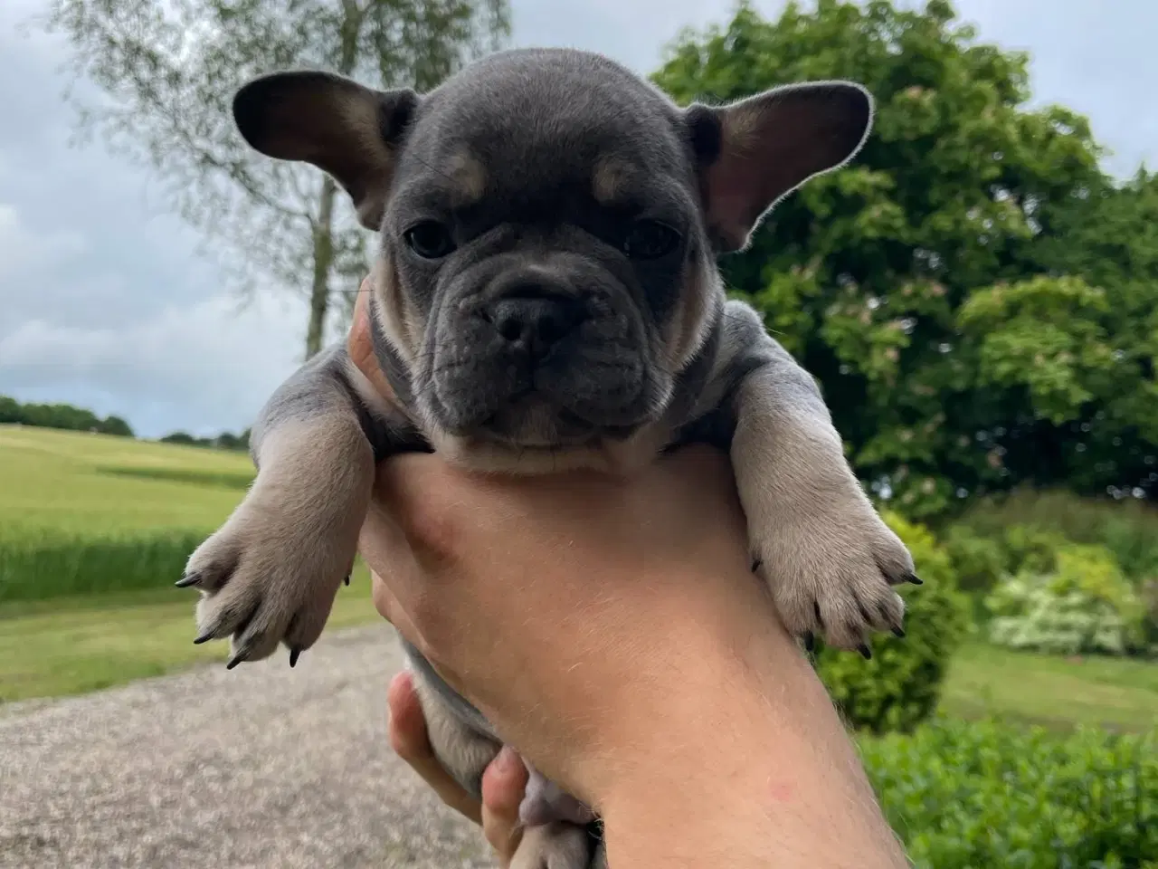 Billede 3 - Franske bulldog hvalpe
