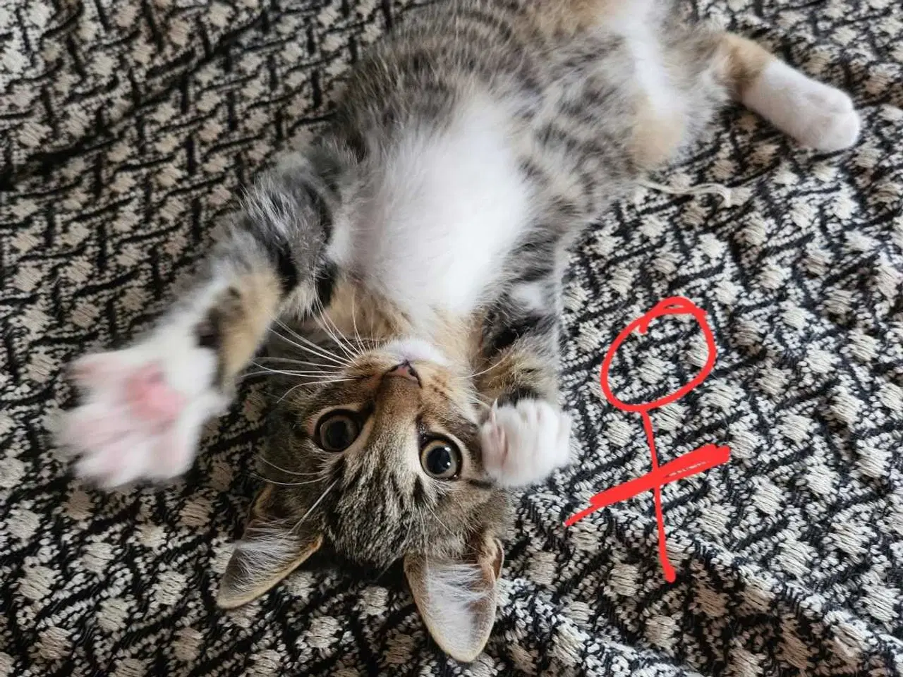 Billede 1 - Killinger