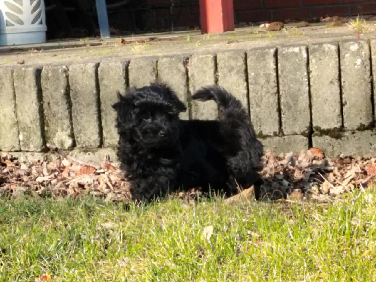 Billede 3 - Børnevenlige havapoo hvalpe sælges