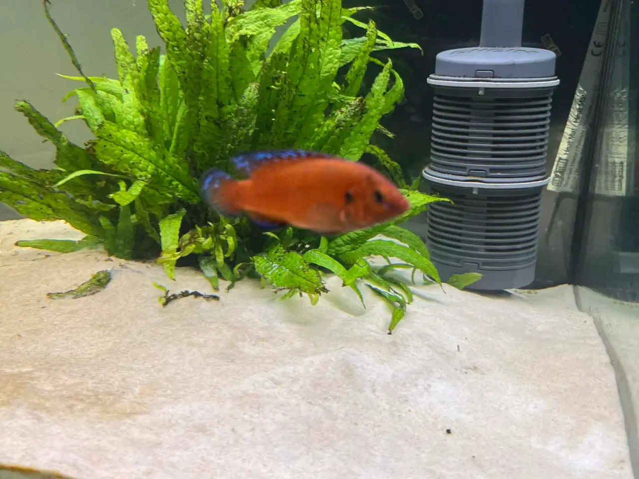 Billede 3 - Juvelcichlide 2 stk