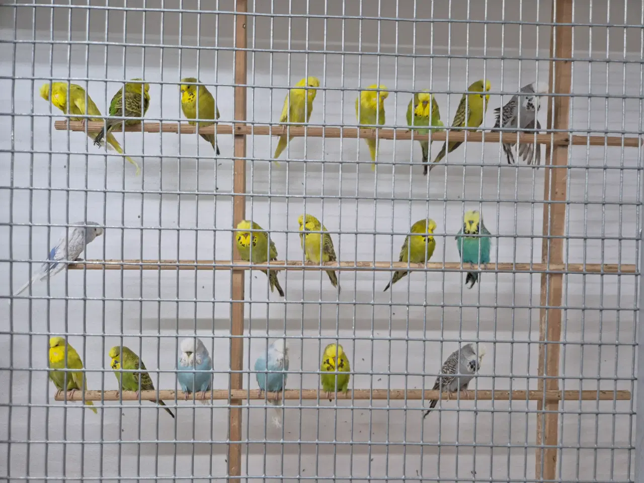 Billede 1 - Flotte engelske undulater.