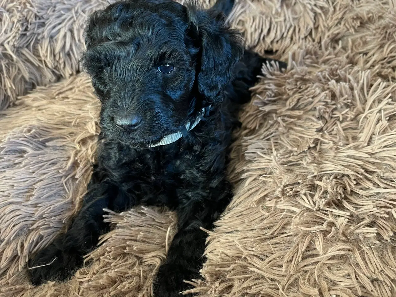 Billede 10 - Cockerpoo / cockapoo f1b