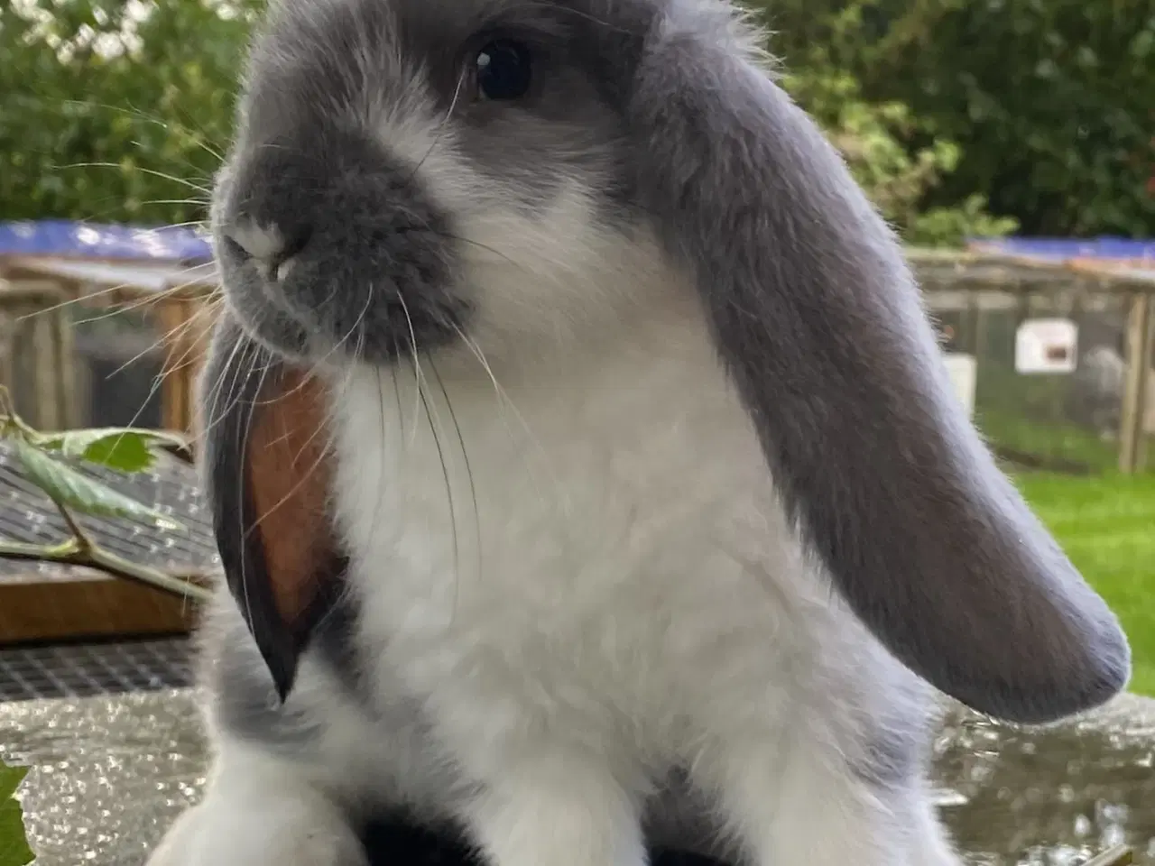 Billede 4 - FRANSK VÆDDER HUN BLÅ KAPPETEGNET