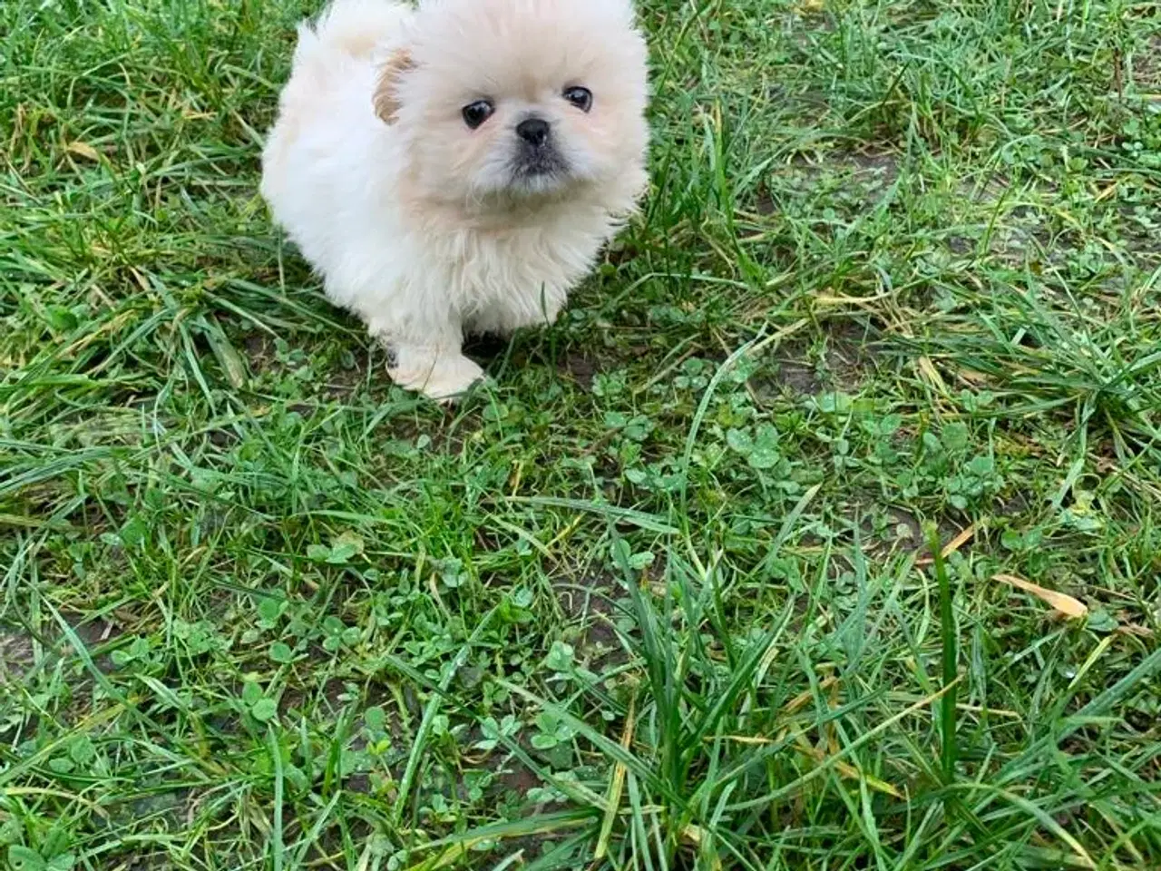 Billede 13 - Skønne Pekingeser hvalpe