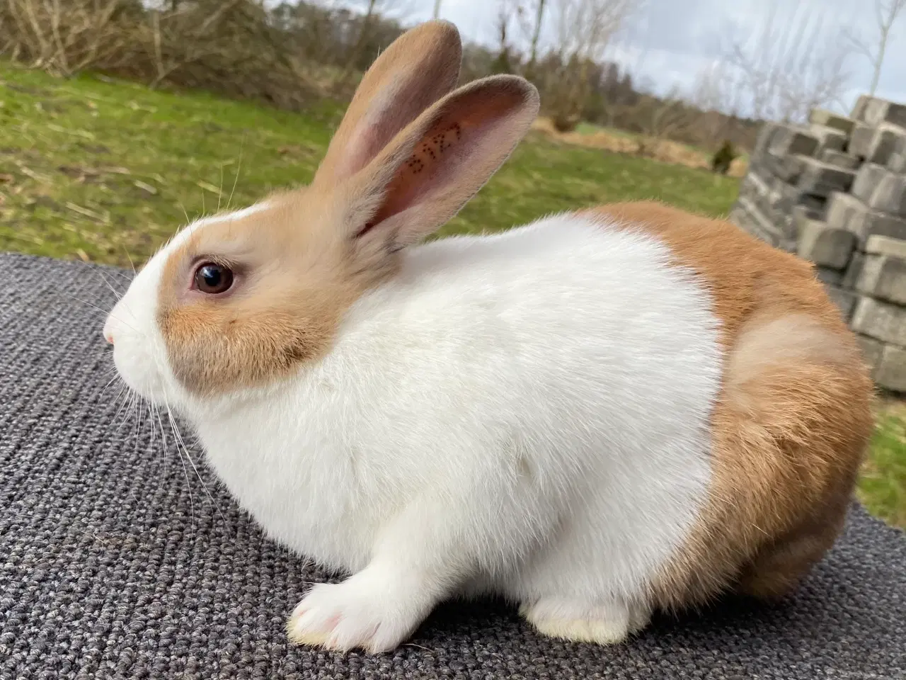 Billede 1 - HOLLÆNDER HAN MADAGASCAR