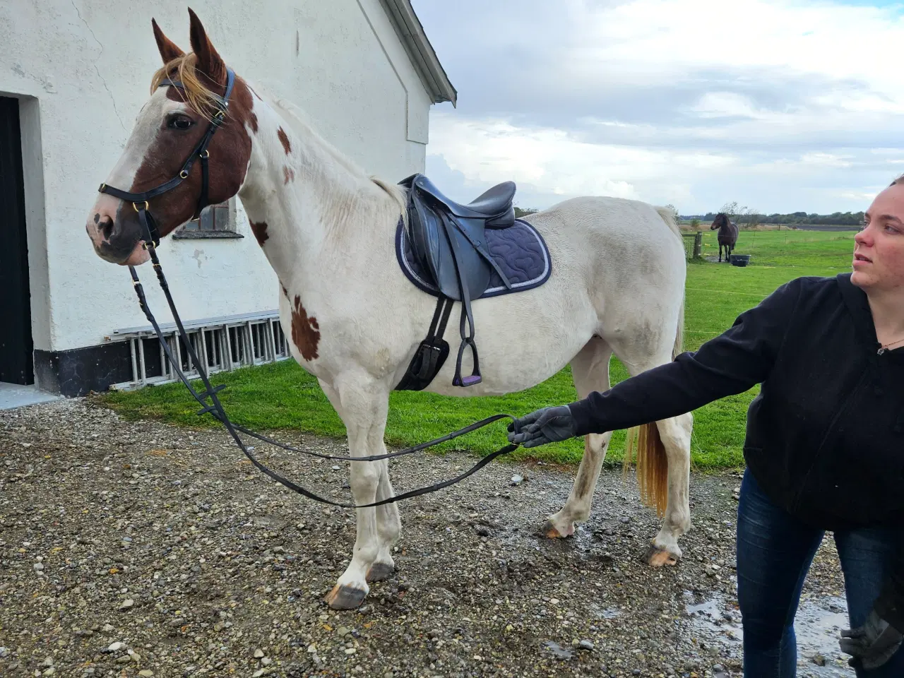 Billede 1 - Hoppe søger nyt hjem