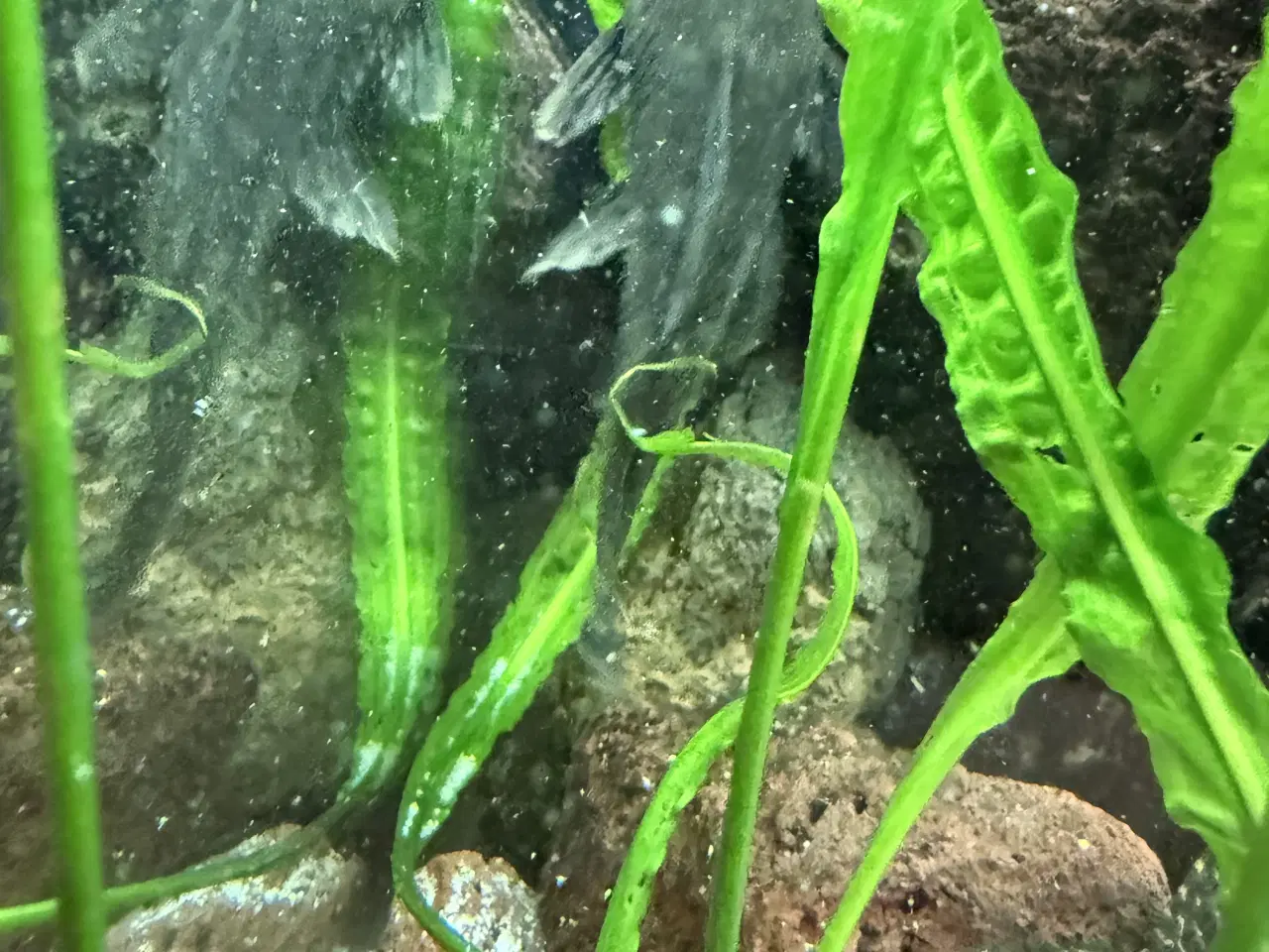 Billede 5 - Pleco maller - Hurtig Handel foretrækkes