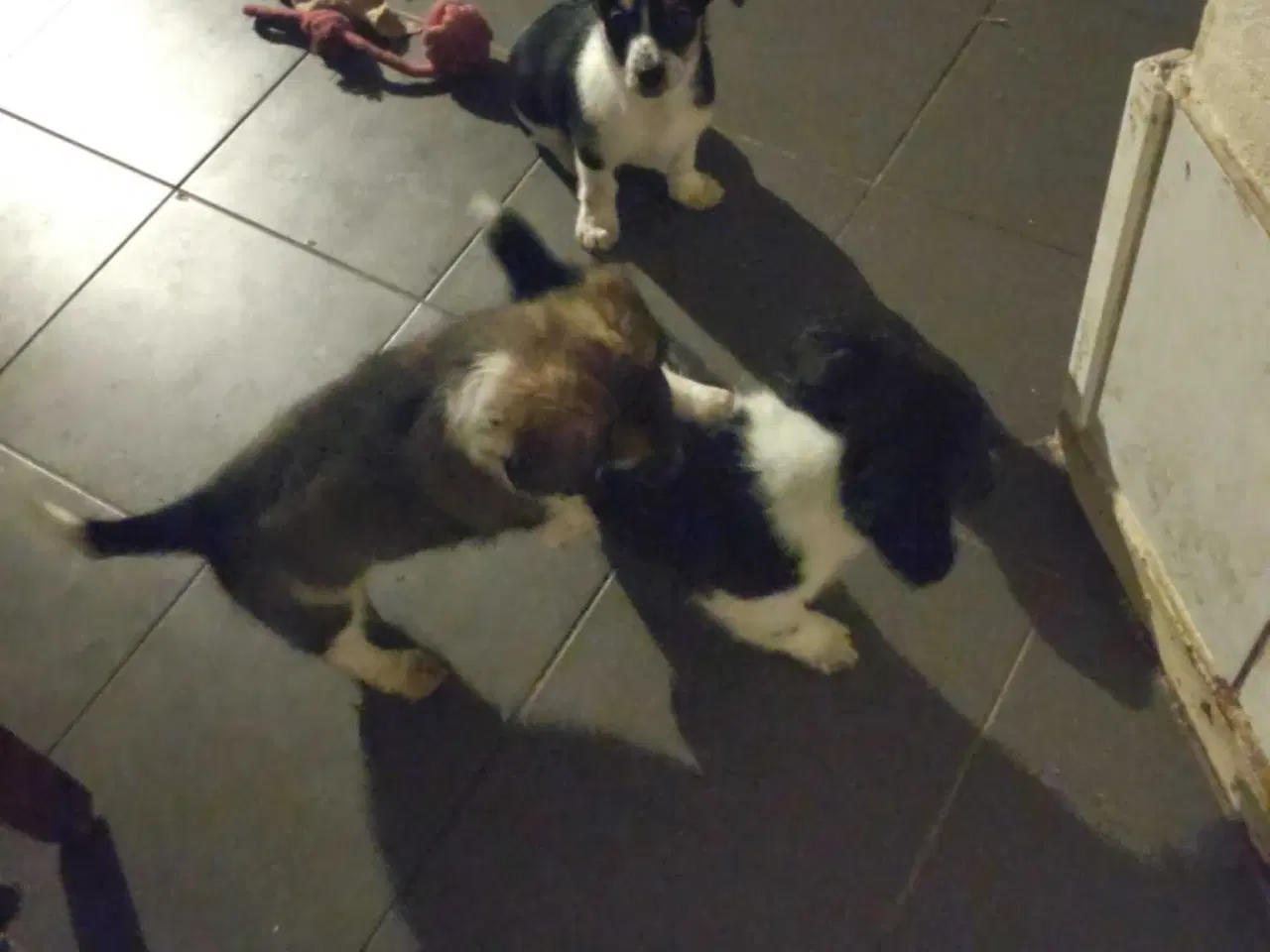 Billede 12 - Jack Russell blanding