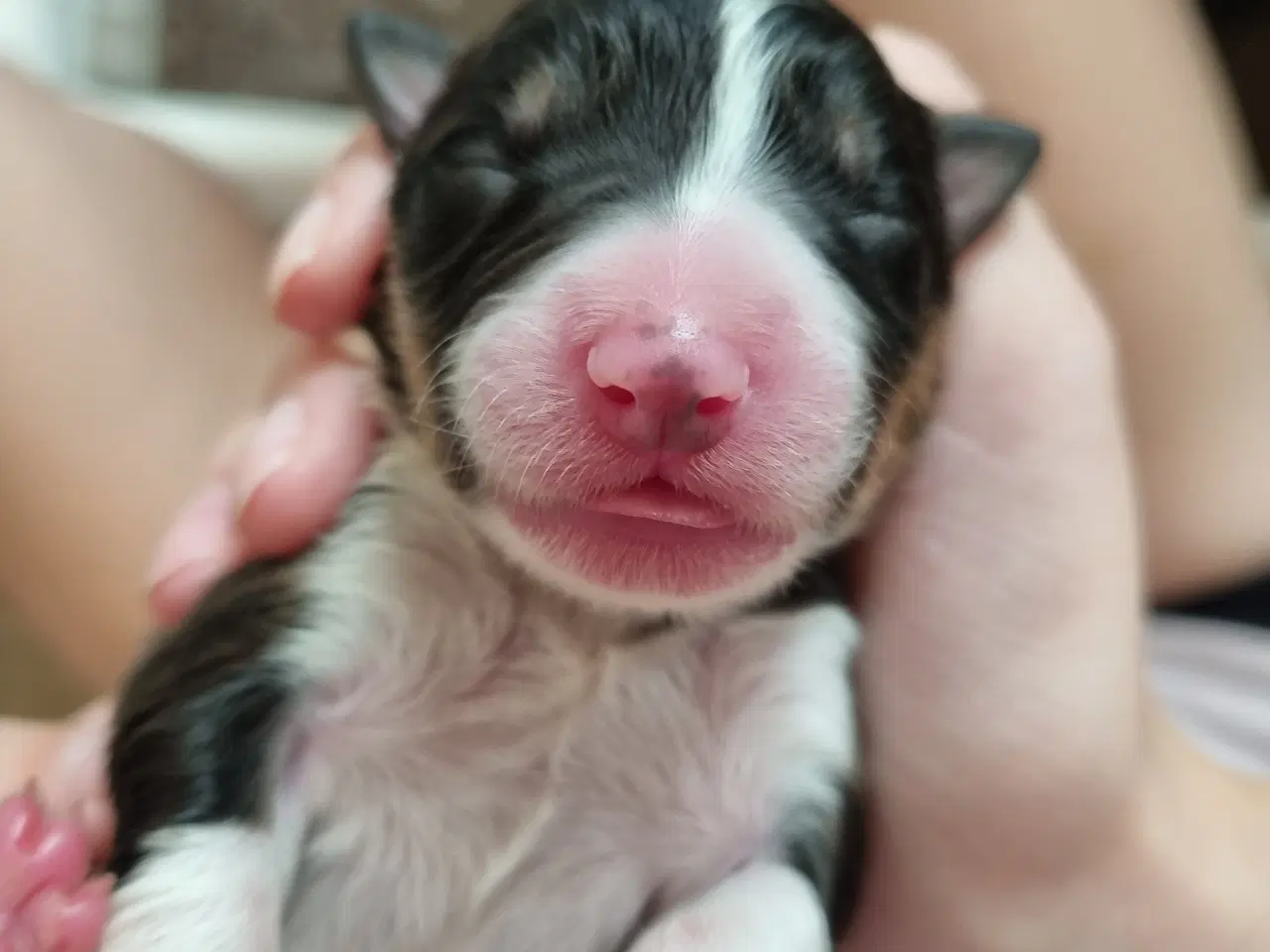Billede 2 - Border collie med DKK stamtavle
