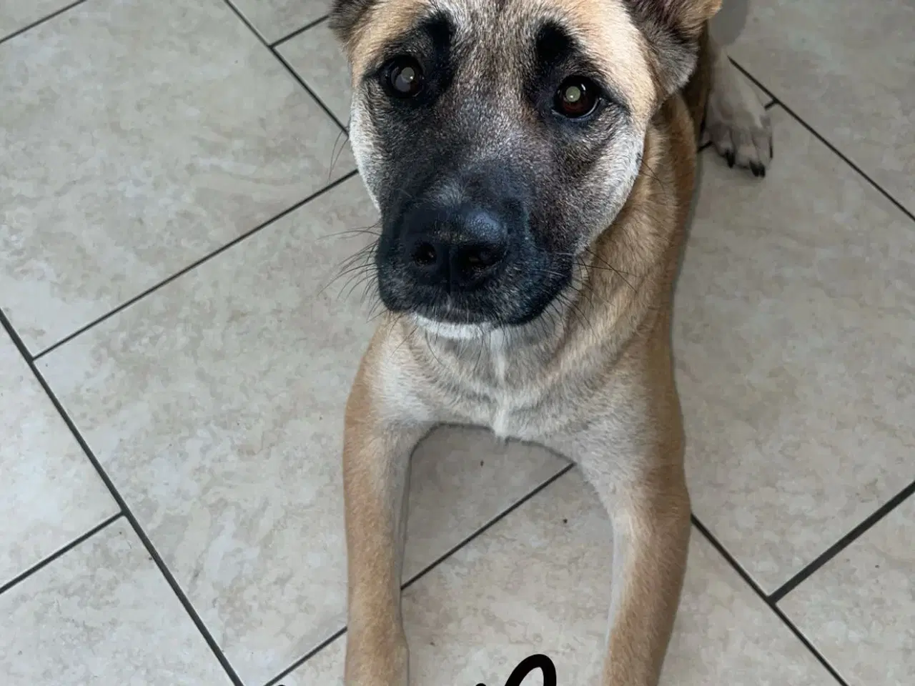 Billede 6 - Blandingshvalpe 