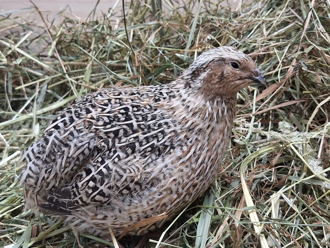 Billede 6 - Store flotte Jumbo Vagtler (sjældne farver)