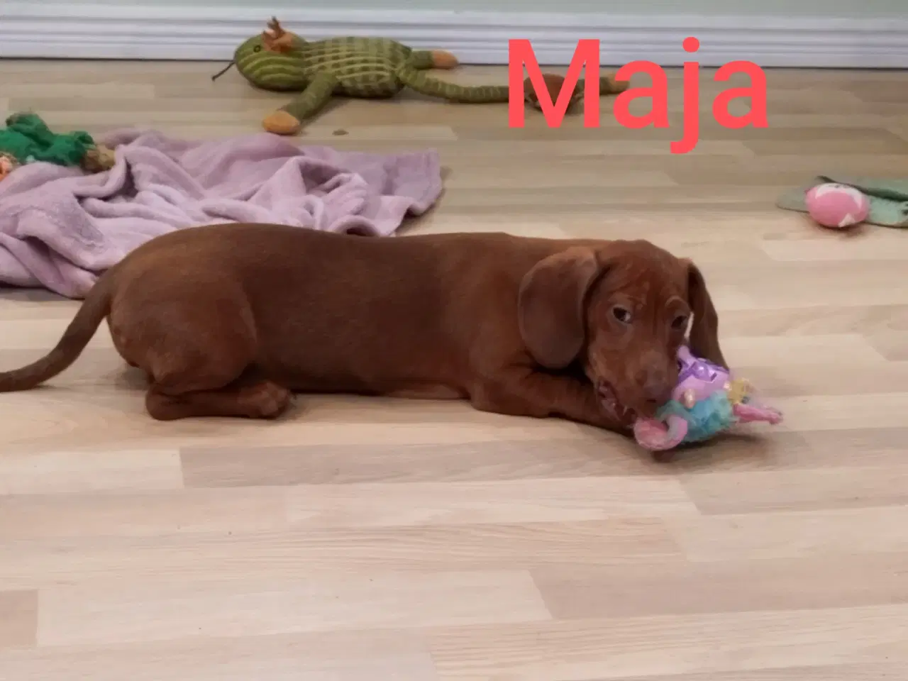 Billede 5 - Danmarks flottes Gravhunde korthåret 