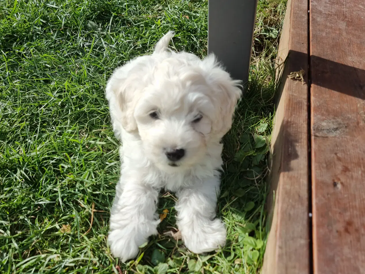 Billede 7 - Maltipoo hvalpe 