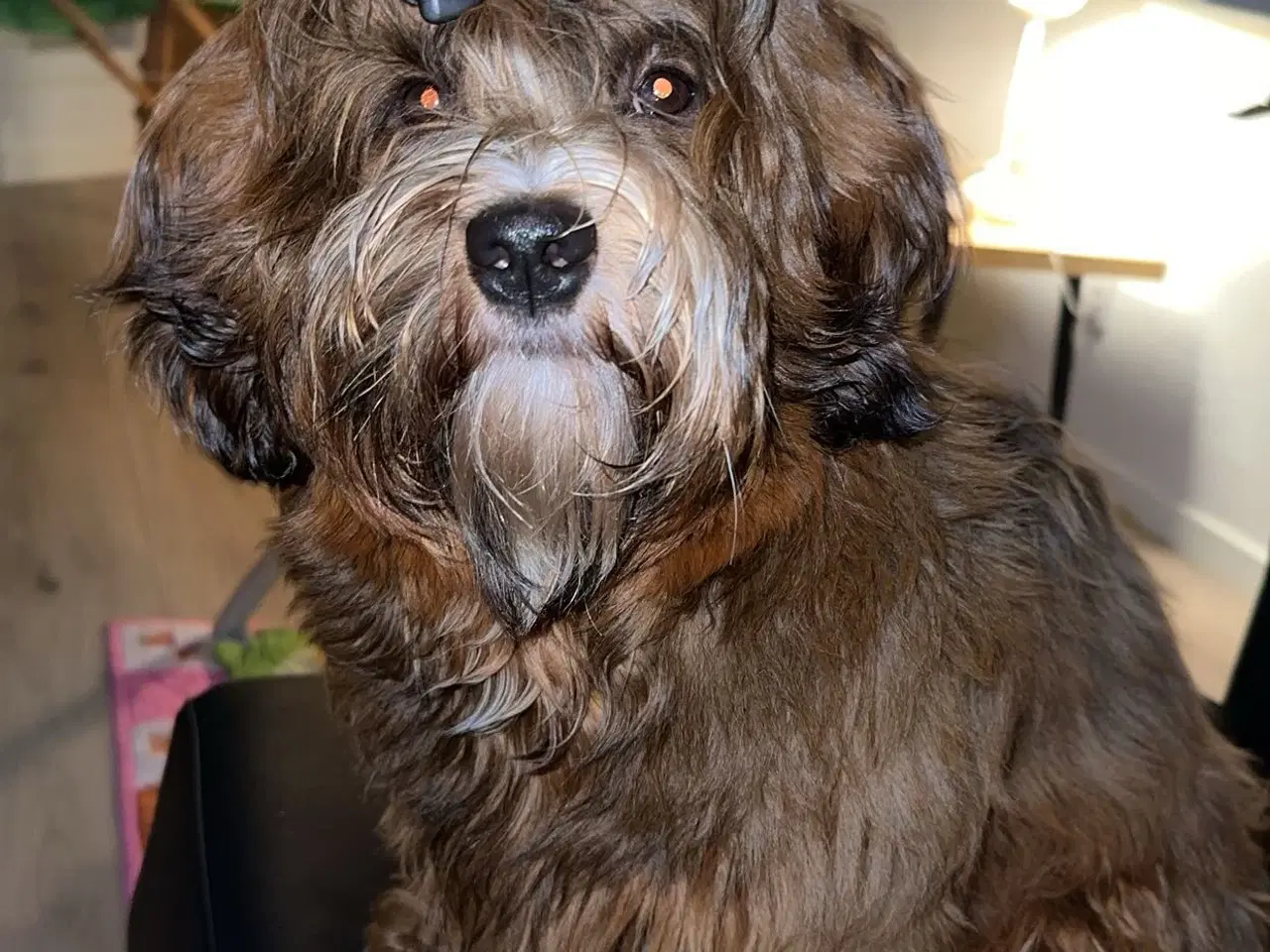 Billede 2 - Han hund tilbydes til avl