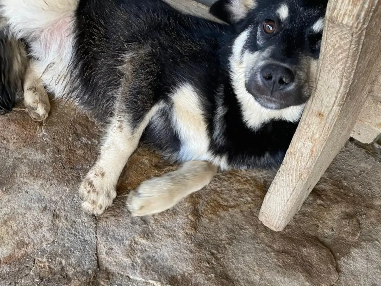 Billede 4 - Smukke Zigga søger sit 4ever hjem