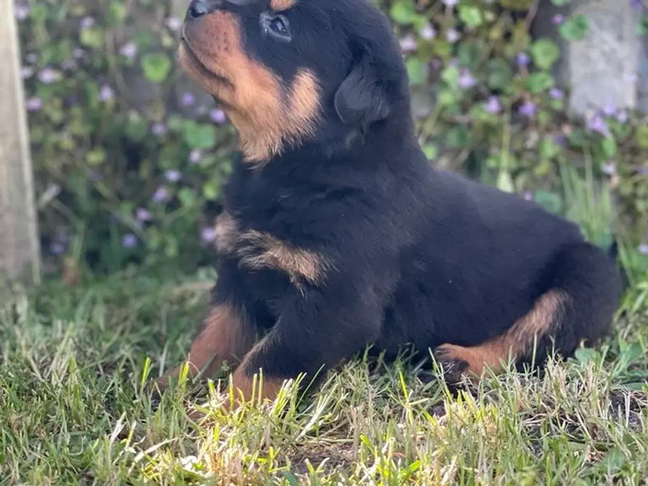 Billede 5 - Rottweiler hvalpe 
