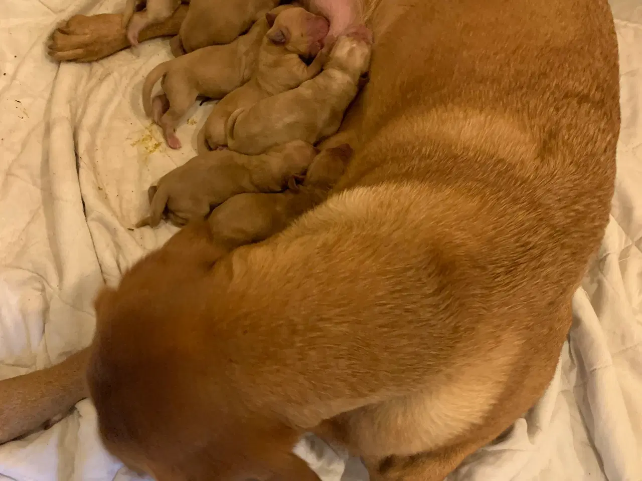 Billede 2 - Røde labrador hvalpe