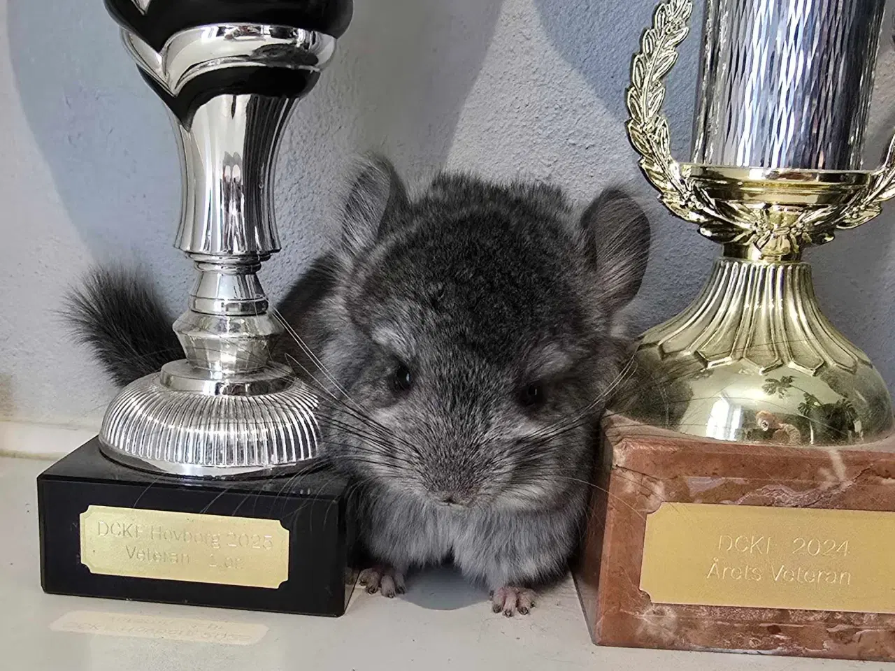 Billede 5 - Chinchilla unge