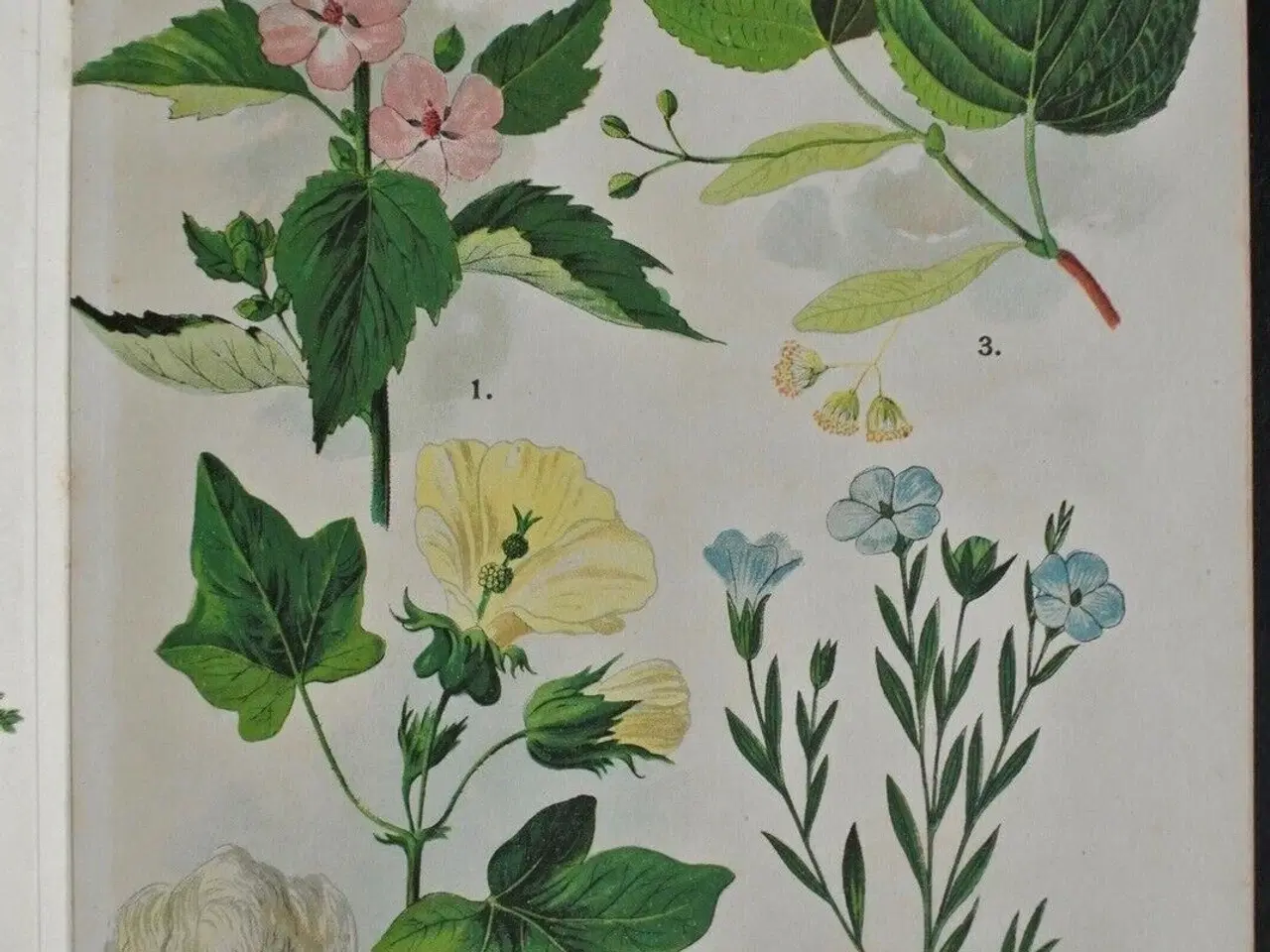 Billede 2 - roms plantealbum - 30 farvetavler