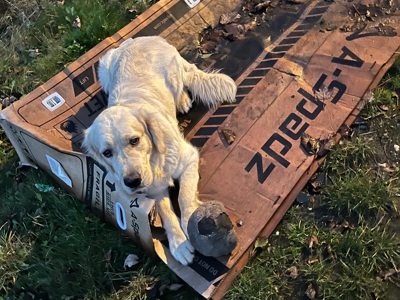 Billede 20 - Familie hunde søger nyt hjem