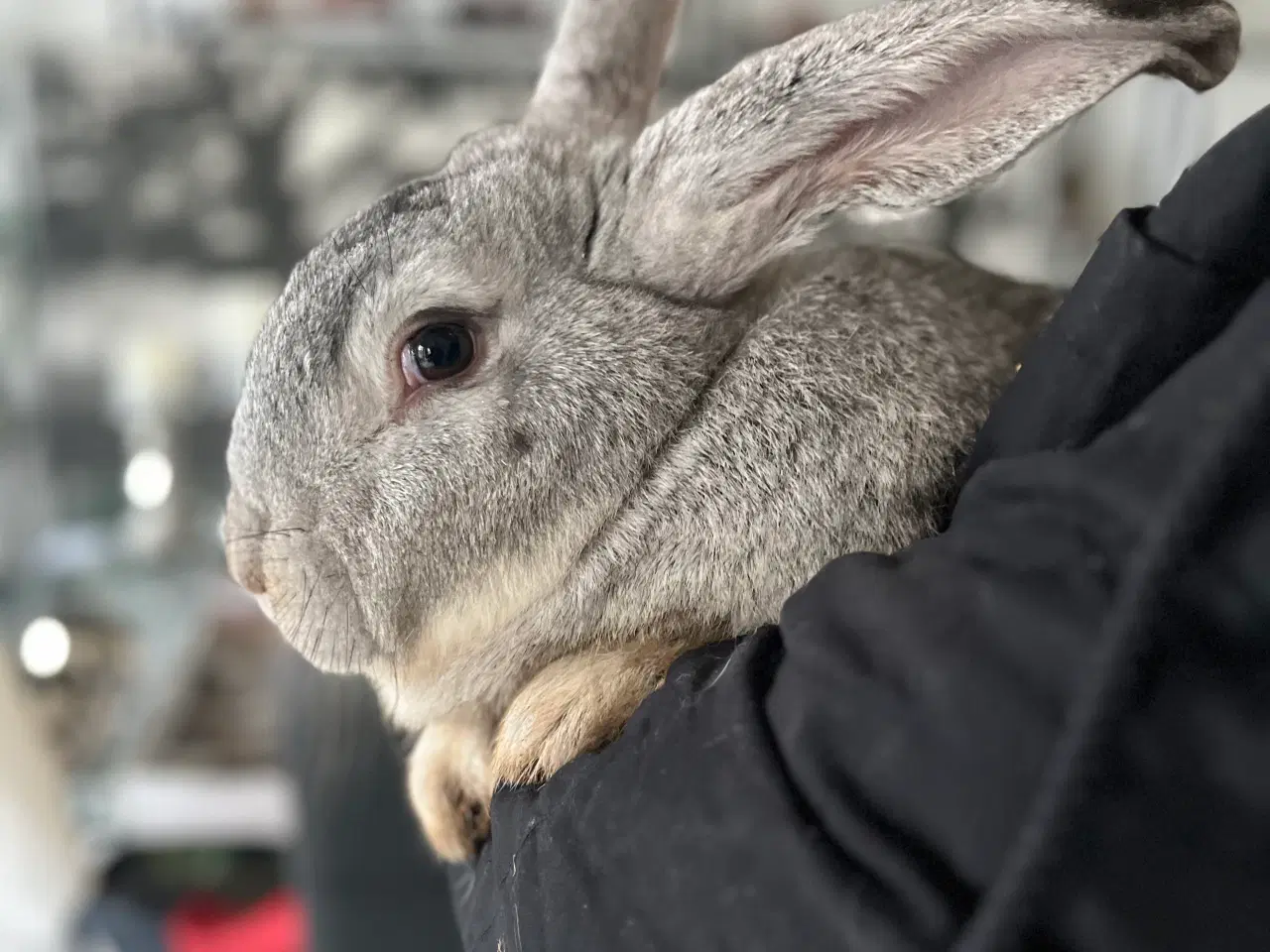 Billede 2 - Chinchilla belgisk kæmpe 