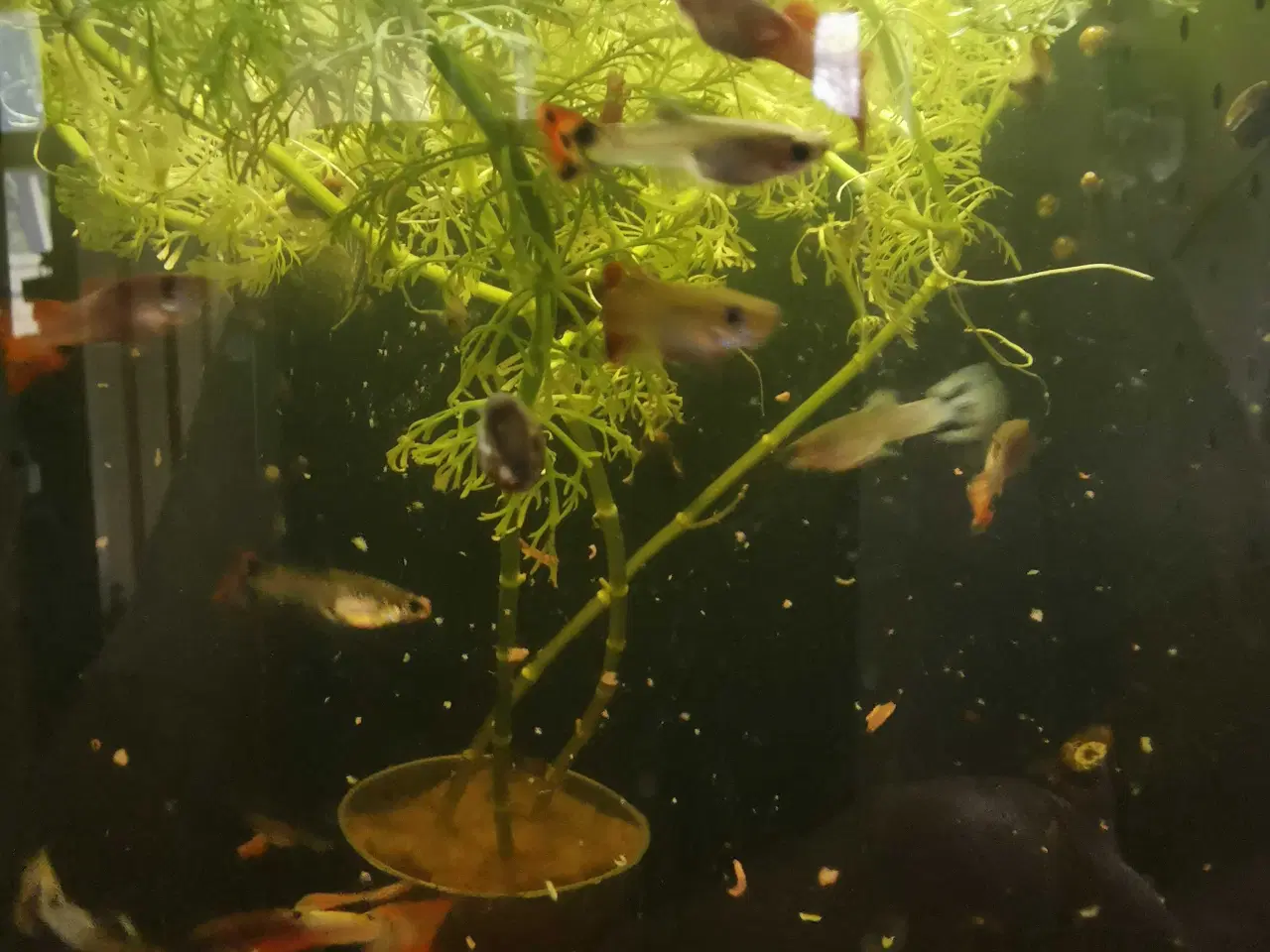 Billede 1 - Guppy mix
