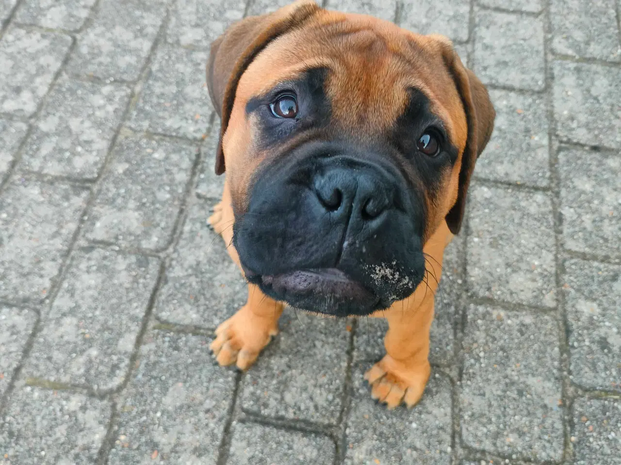 Billede 10 - Bull mastiff med DKK stamtavle