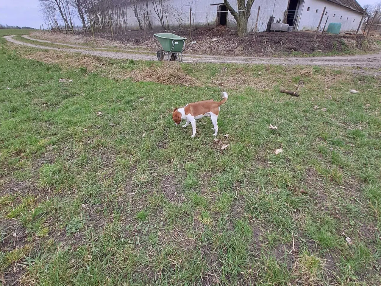 Billede 6 - Dansk svensk gårdhund til avl