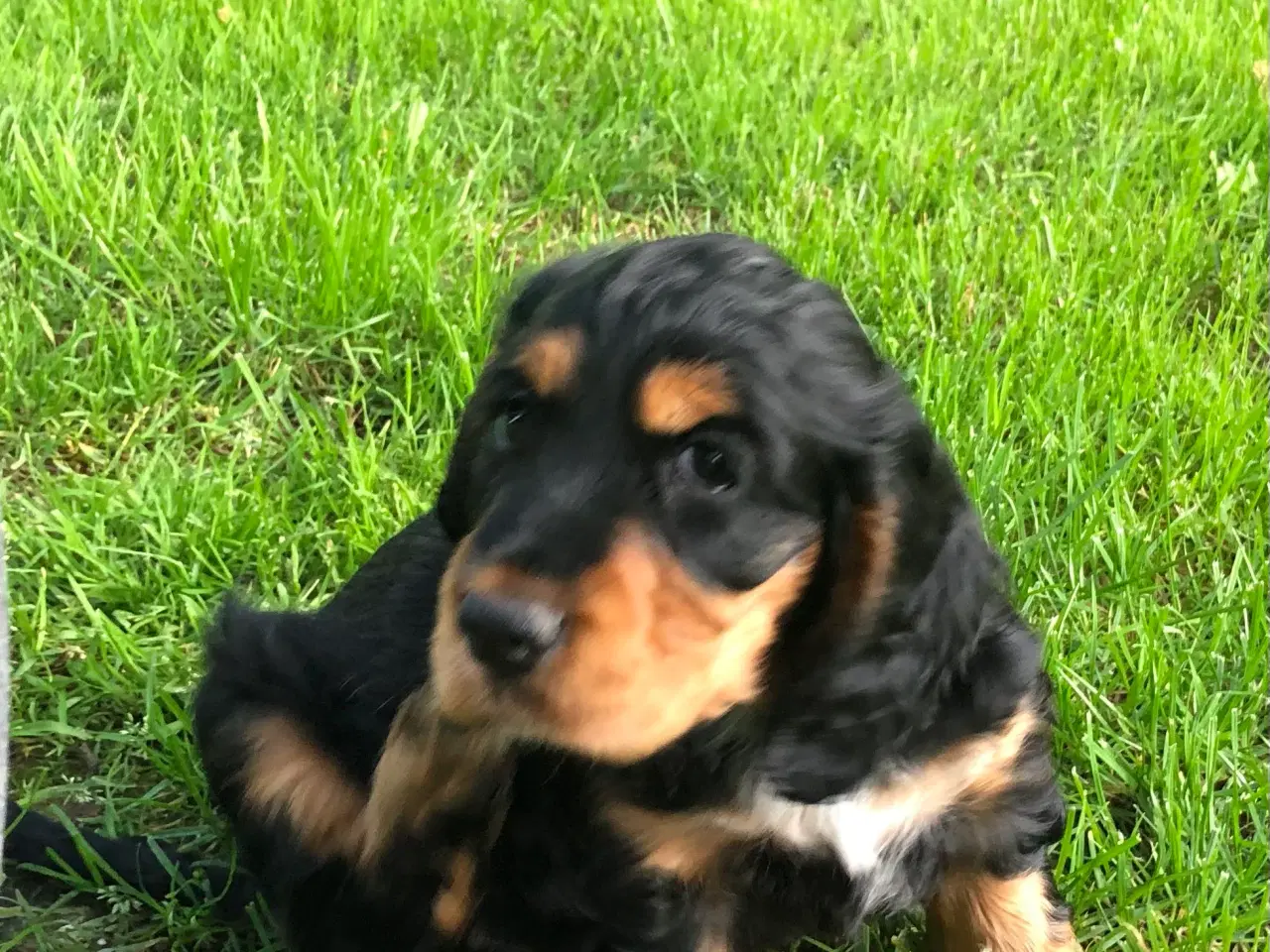 Billede 8 - Engelsk Cocker spaniel