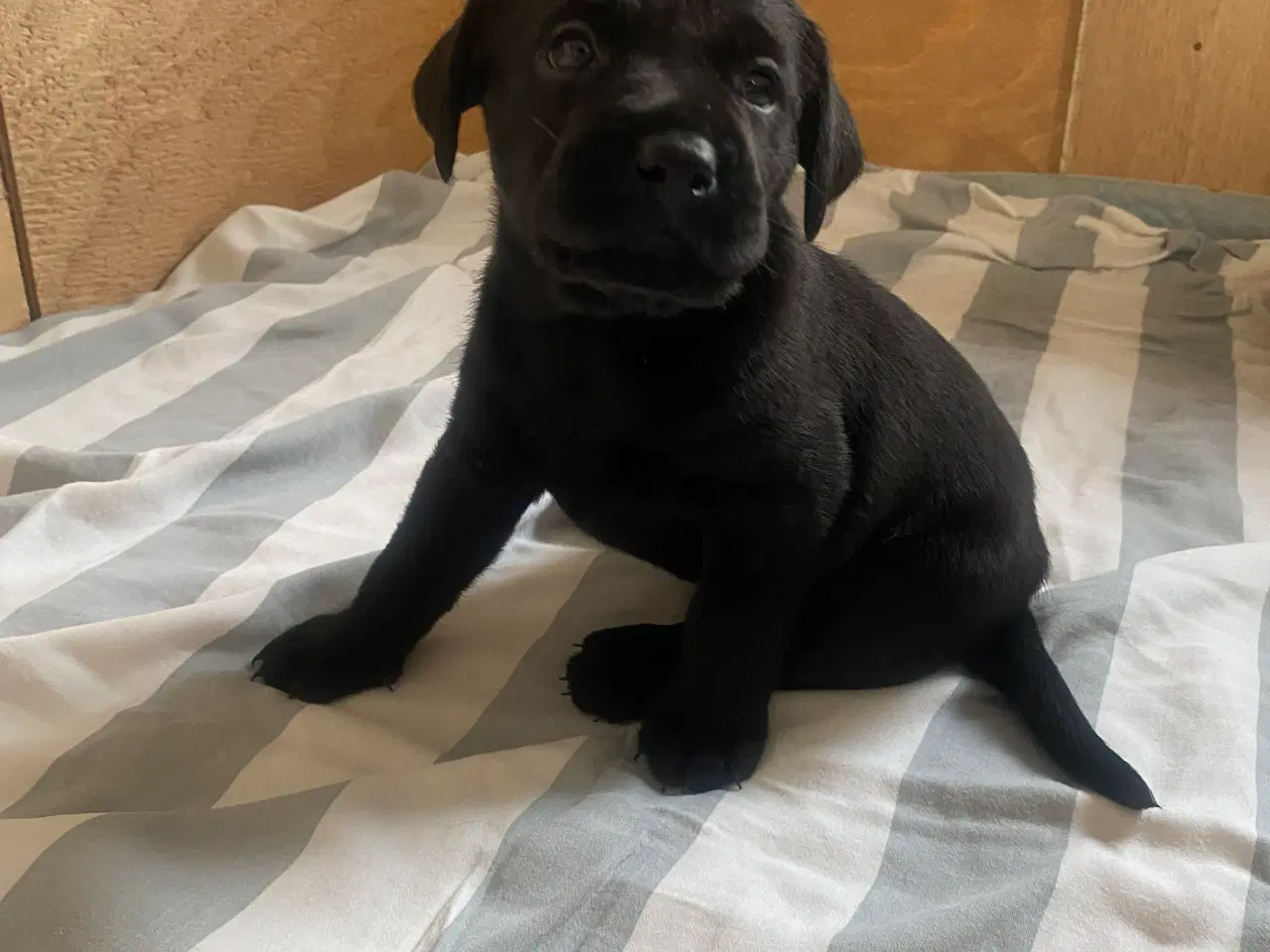 Billede 5 - De dejligste labrador/Golden Retriever hvalpe