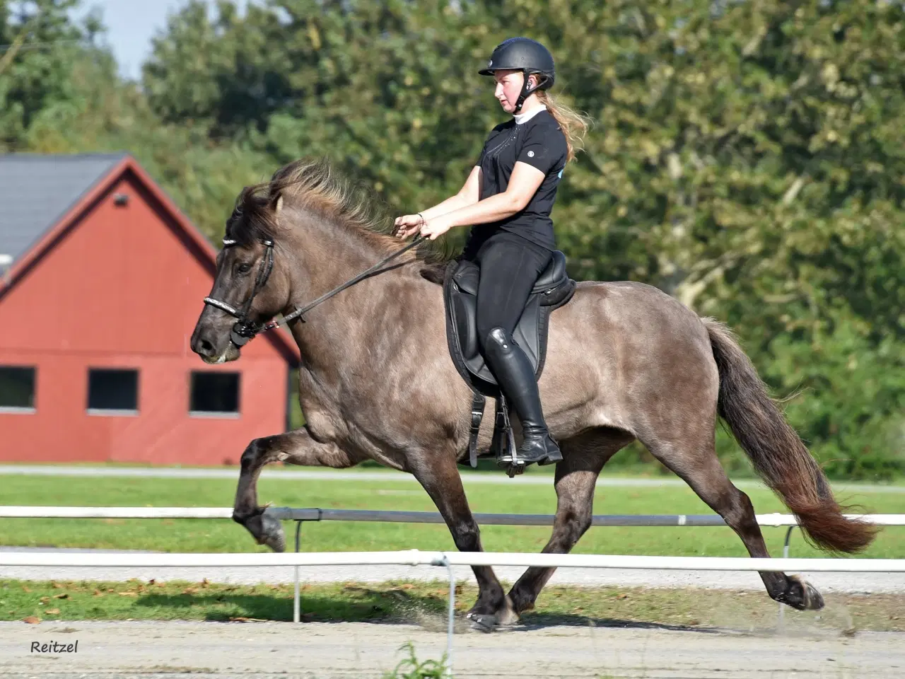 Billede 2 - Træning og tilridning af ponyer og islændere 