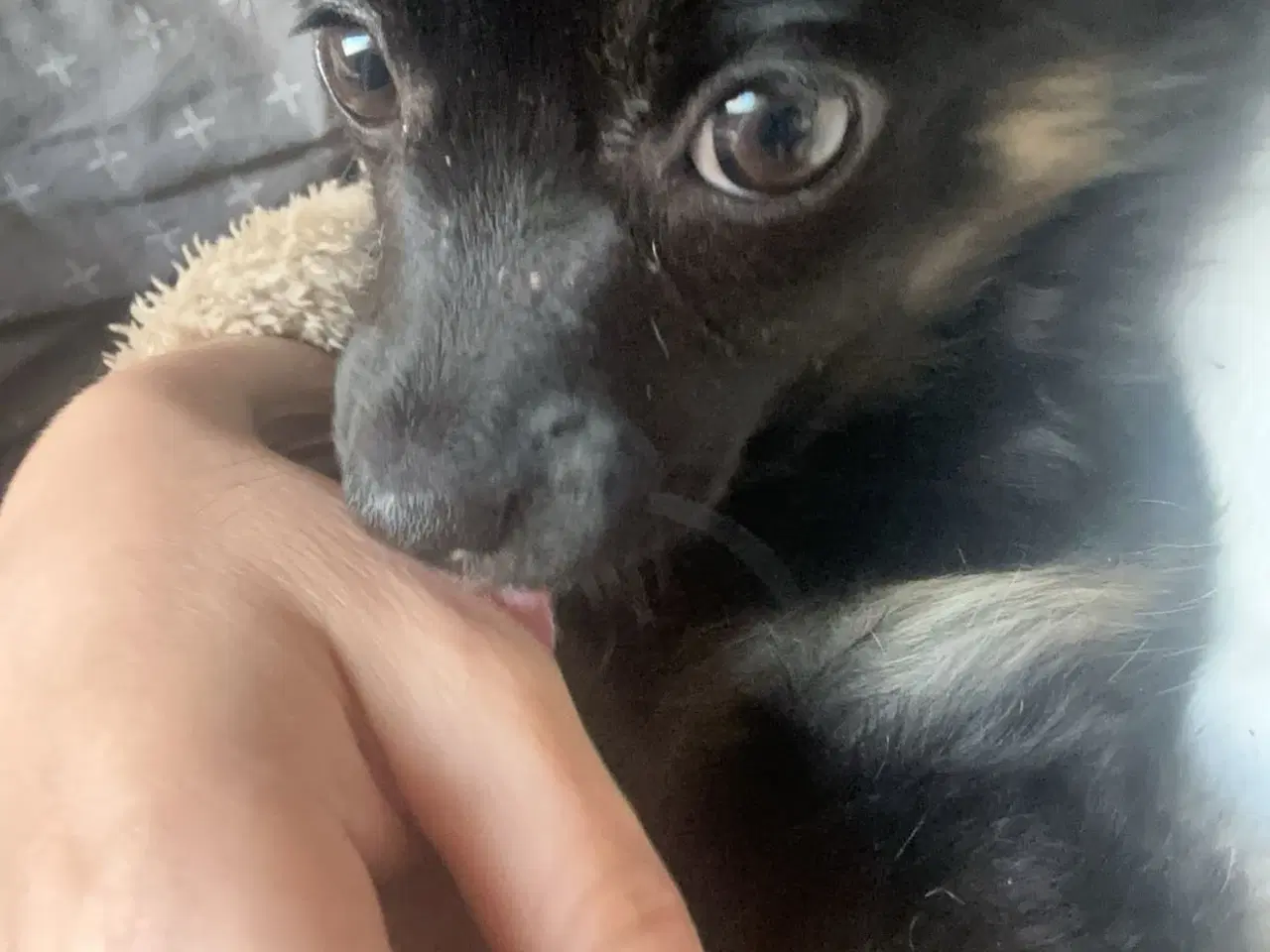 Billede 2 - Den dejligste kærligste lille hund 